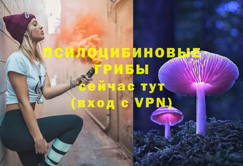 hydra ссылки  Верхняя Пышма  Псилоцибиновые грибы Psilocybe 